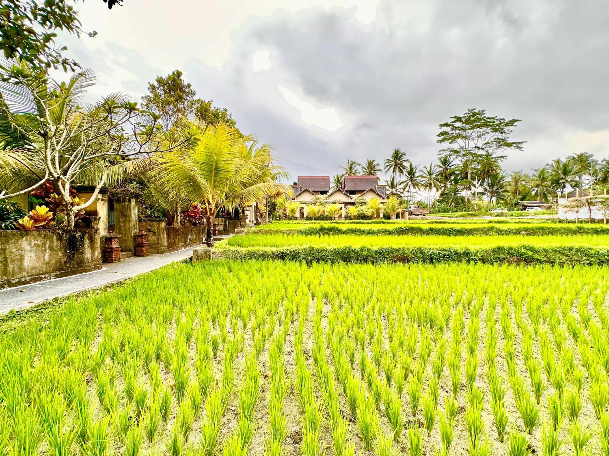 Dupa Ubud Εξωτερικό φωτογραφία