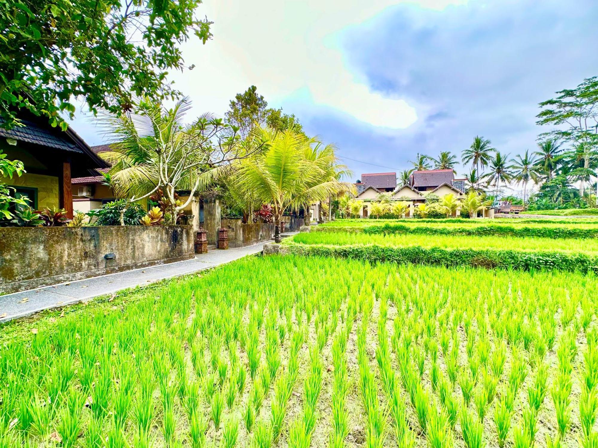 Dupa Ubud Εξωτερικό φωτογραφία